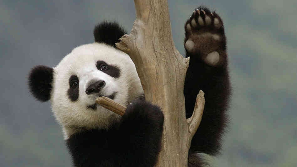 Panda Wave With Claw