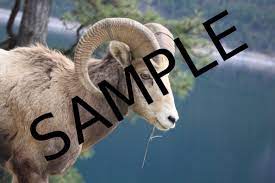 watermark sample